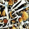 Comprar Amazonian Magic Mushrooms – Cogumelos Mágicos Potentes