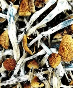 Comprar Amazonian Magic Mushrooms – Cogumelos Mágicos Potentes