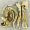 Atlantic Treasure Coast – Cogumelos Mágicos Premium
