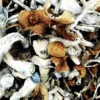 Comprar B+ Magic Mushrooms – Cogumelos Mágicos Cubensis Premium
