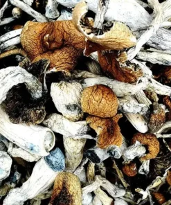 Comprar B+ Magic Mushrooms – Cogumelos Mágicos Cubensis Premium