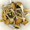 Comprar Brazilian Cubensis Magic Mushrooms