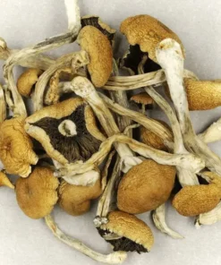 Comprar Brazilian Cubensis Magic Mushrooms