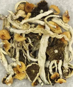 Comprar Cuban Cubensis Cogumelos – Psilocybe Cubensis Premium