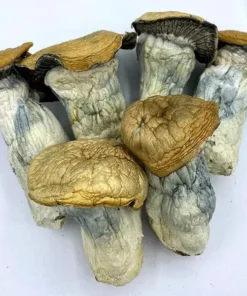 Comprar Godzilla Penis Envy – Cogumelos Mágicos