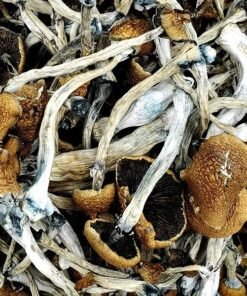 Comprar Golden Emperor Magic Mushrooms – Cogumelos Psicolélicos Premium