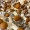 Comprar Golden Teacher Magic Mushrooms – Cogumelos Mágicos Psilocybe Cubensis