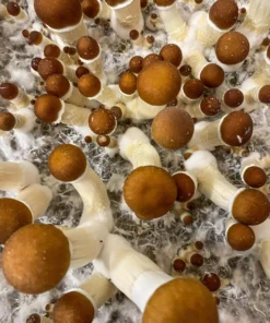 Comprar Golden Teacher Magic Mushrooms – Cogumelos Mágicos Psilocybe Cubensis