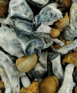 Comprar Penis Envy Chubs Magic Mushrooms – Cogumelos Mágicos Potentes