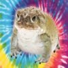 Comprar Veneno de Sapo Bufo Bufo (1 Grama)