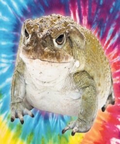 Comprar Veneno de Sapo Bufo Bufo (1 Grama)